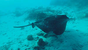 Maldives – The Ray