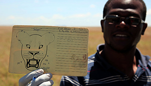 On the Lion’s Trail