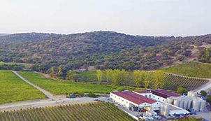 Harvest in Alentejo