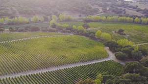 Cork in Portugal