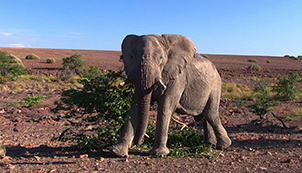 Namibia – The Elephant