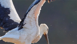 White Stork: Between the Church and the Cliff