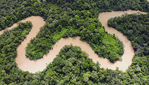 Mystical Trees and Giant Fish – Yaguas National Park, Peru