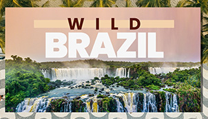 Wild Brazil