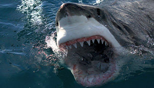 Air Jaws: Final Frontier