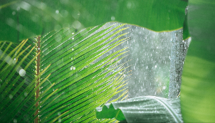Soundscapes: Rainforest Rain