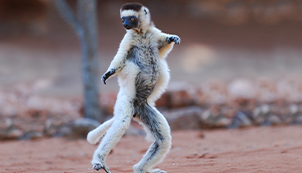 Madagascar
