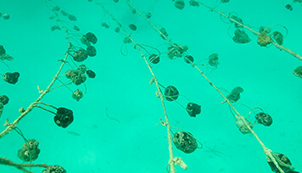 Zanzibar – The Sponge