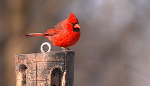 The Stunning Red Cardinal