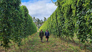 Hops with Latitude