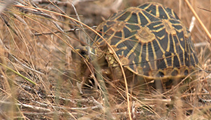 South Africa – The Geometric Tortoise