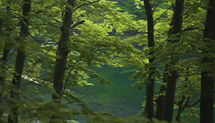 Forests: The Lungs of the Planet