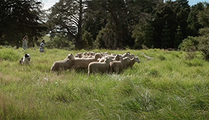 Herding and Baking