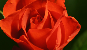 Lupita Nyong’o is Flower