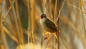 Attenborough's Wonder of Song